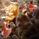 Picture of the Month contests
2012 Home sweet home
Crab in anemone