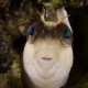 Blenny