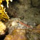 Pipefish