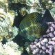 Sailfin tang - Shark's Bay