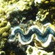 Giant Clam - Shark's Bay