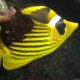 Masqued Butterflyfish - Shark's Bay