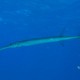 Needlefish - Gordon Reef