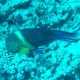 Broomtail Wrasse - Gordon Reef