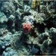 Spanyoltáncos-peteszalagja (Hexabranchus sanguineus), Marsa Nakari