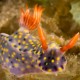 HYPSELODORIS KANGA