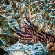 SNAPPING CRINOID SHRIMP Synalpheus sp.