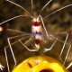 BANDED CORAL SHRIMP Stenopus hispidus