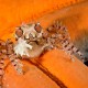 BOXER CRAB Lybia tesselata