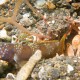 SNAPPING SHRIMP Alpheus Ochrostriatus