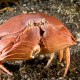 BOX CRAB Calappa calappa