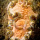 GLOSSODORIS HIKUERENSIS