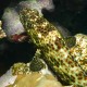 Epinephelus tauvina-Fekete fűrészessügér