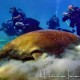 Dugong I. - Marsa Eagla