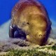 Dugong II. - Marsa Eagla