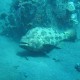 Tulamben, U.S. Liberty Wreck