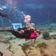 Weeki Wachee, Florida. 2 VIDEO: katt lent a linkre.