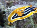 Csigák - Nudibranch