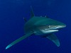 Good news for the hammerhead, porbeagle and oceanic whitetip sharks and the manta rays.