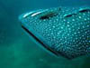 There are new controversial practices in the lucrative whale shark swimming business.